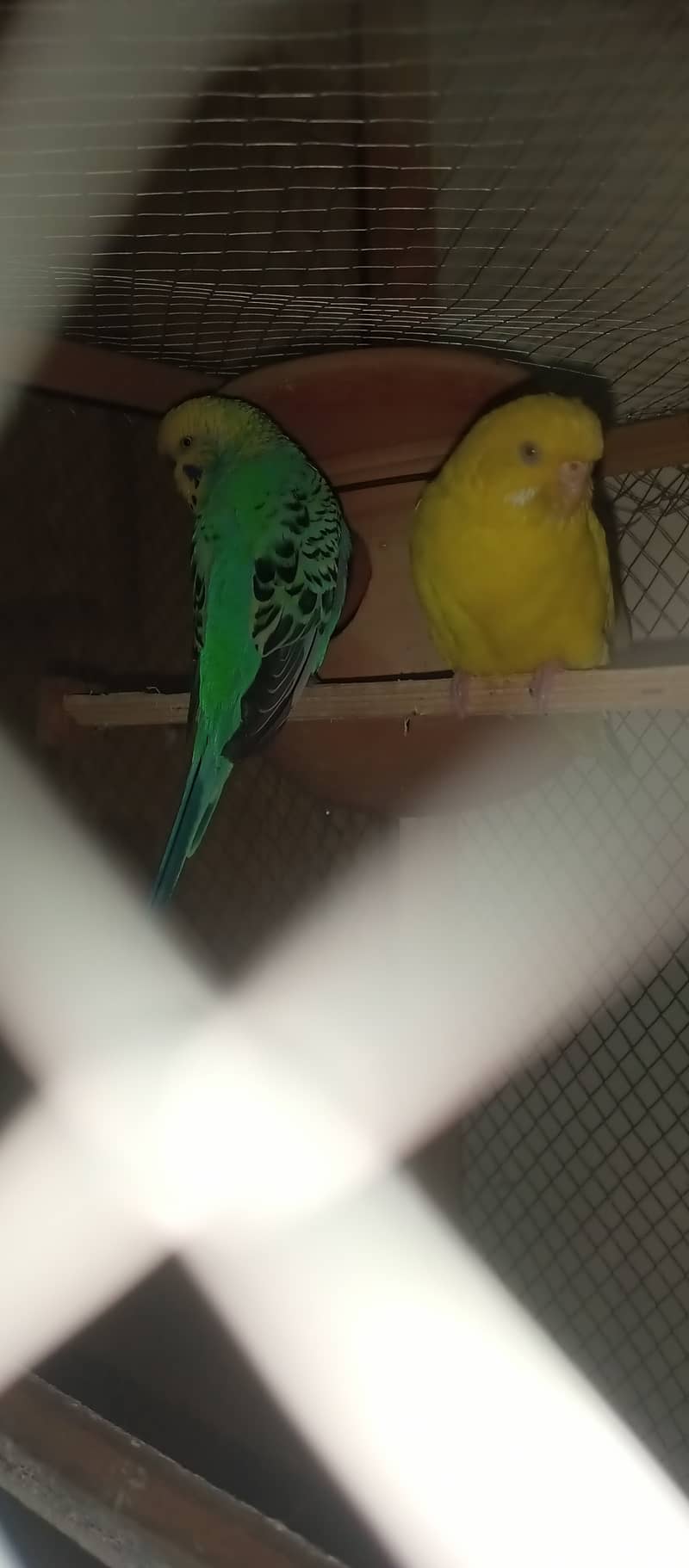 Crusted & King Size Australian parrots 3