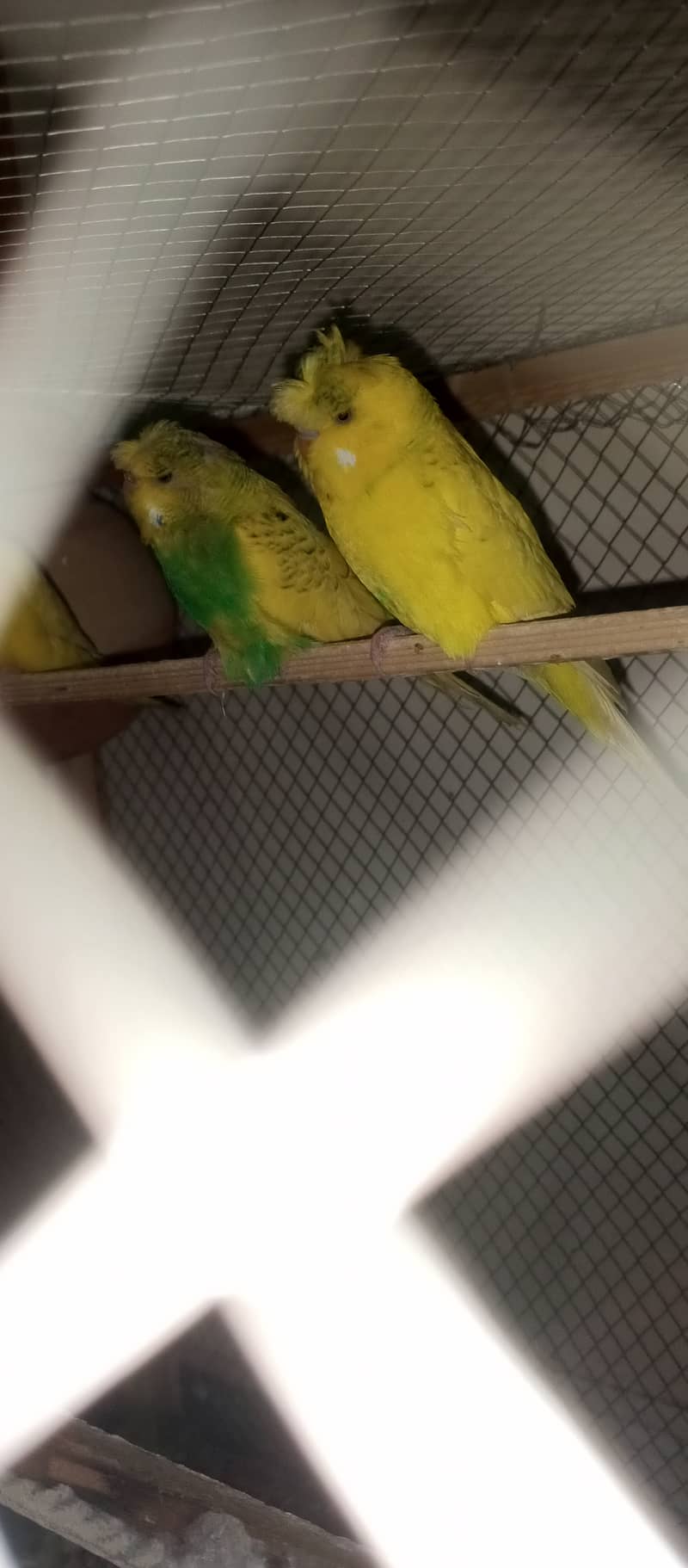 Crusted & King Size Australian parrots 4