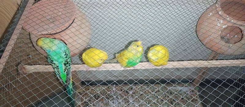 Crusted & King Size Australian parrots 5