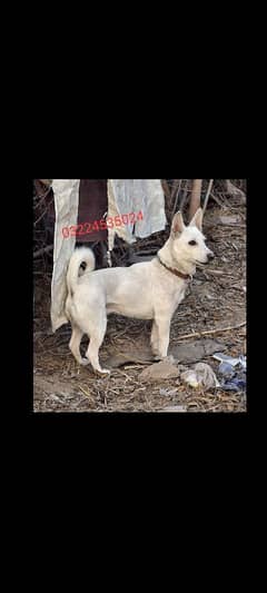 Russian Male dog (03224535024)