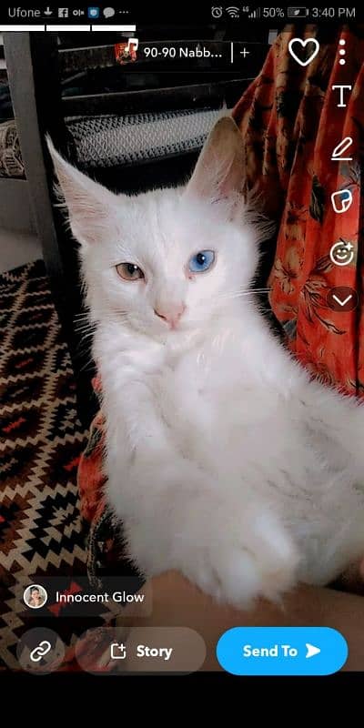 Persian cat 1