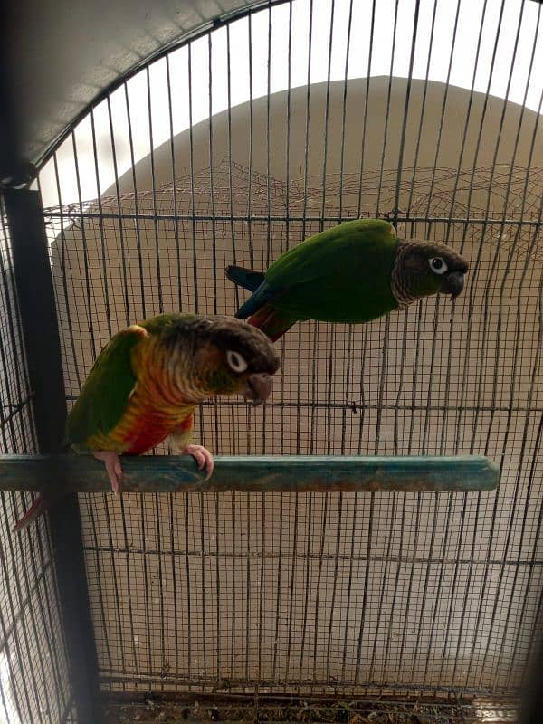 Green cheek conure pair for sell 0