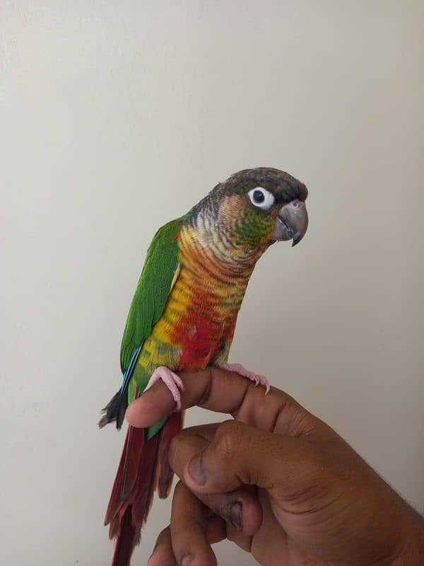 Green cheek conure pair for sell 1