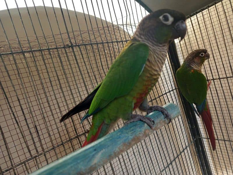 Green cheek conure pair for sell 2