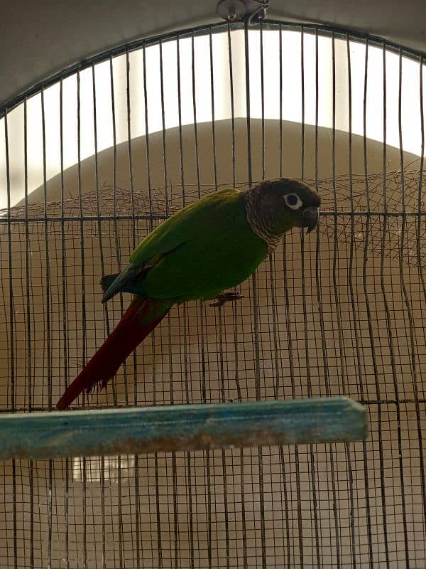 Green cheek conure pair for sell 3