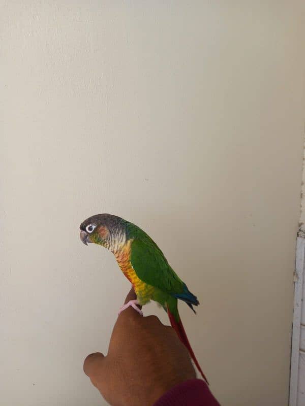 Green cheek conure pair for sell 4