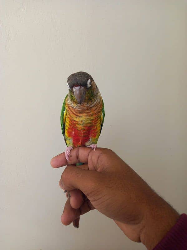 Green cheek conure pair for sell 5