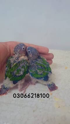 pineapple conure yellow sided conure chick's