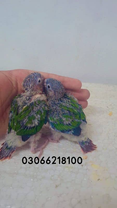 pineapple conure yellow sided conure chick's 0