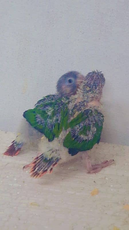 pineapple conure yellow sided conure chick's 1