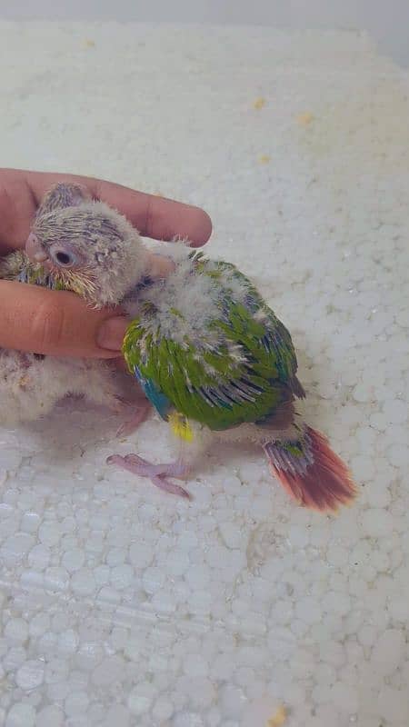 pineapple conure yellow sided conure chick's 2