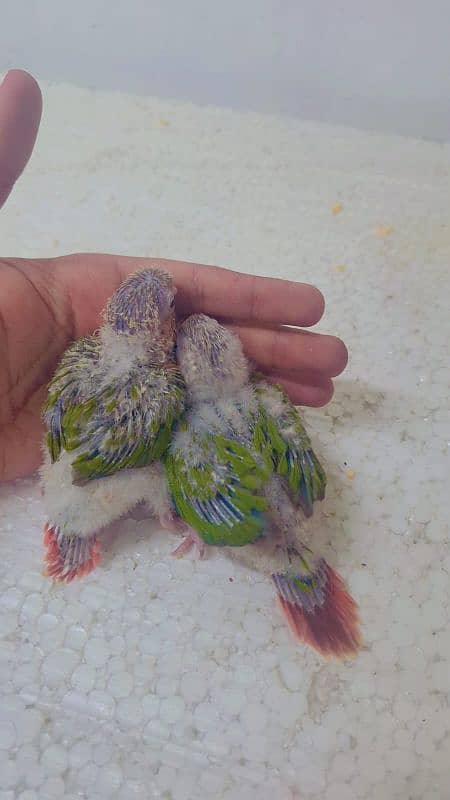 pineapple conure yellow sided conure chick's 3