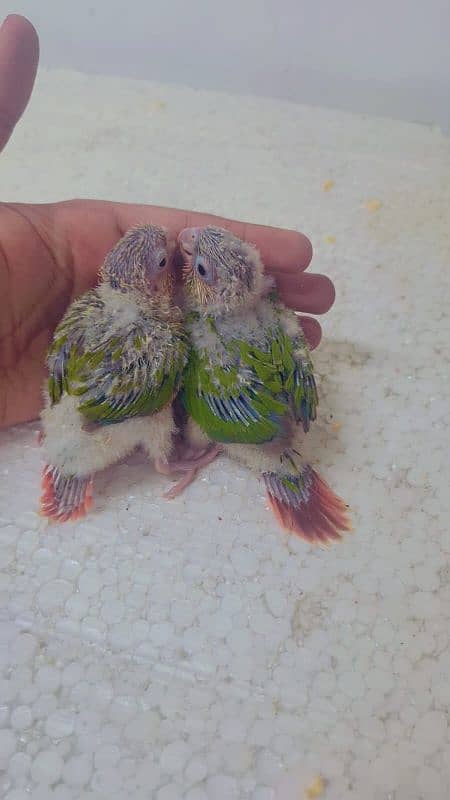 pineapple conure yellow sided conure chick's 4