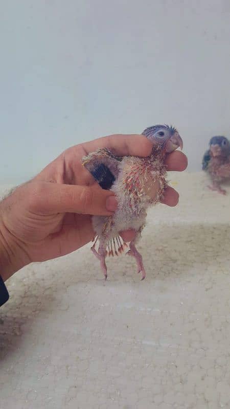 pineapple conure yellow sided conure chick's 5