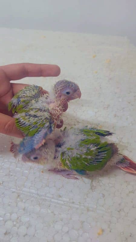 pineapple conure yellow sided conure chick's 6