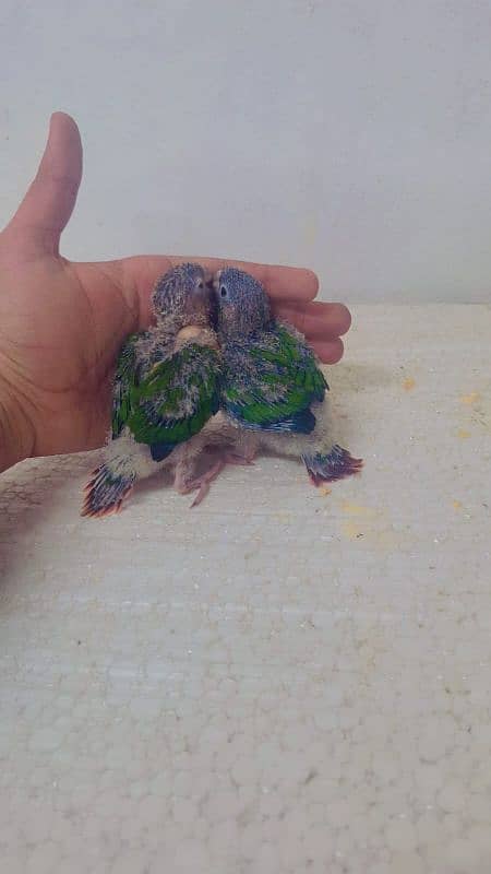 pineapple conure yellow sided conure chick's 7