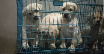 British labrador pedigree puppies available for sale