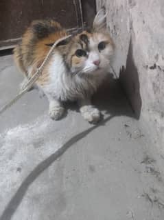 calico on heat  female available