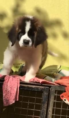 Saint bernard pedigree microchipped puppy available