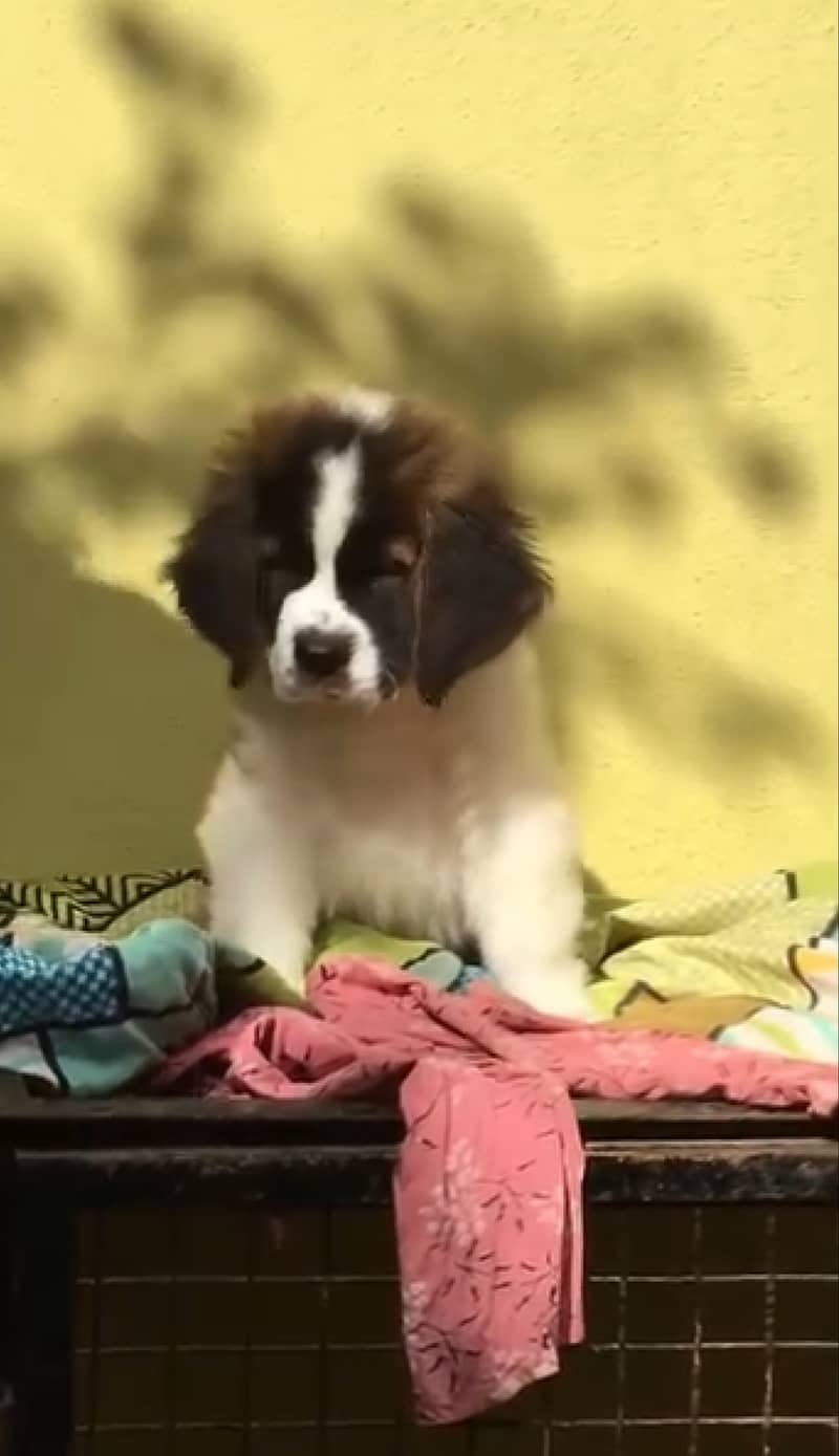 Saint bernard pedigree microchipped puppy available 1