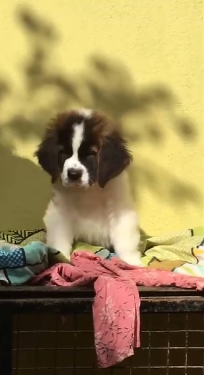 Saint bernard pedigree microchipped puppy available 2