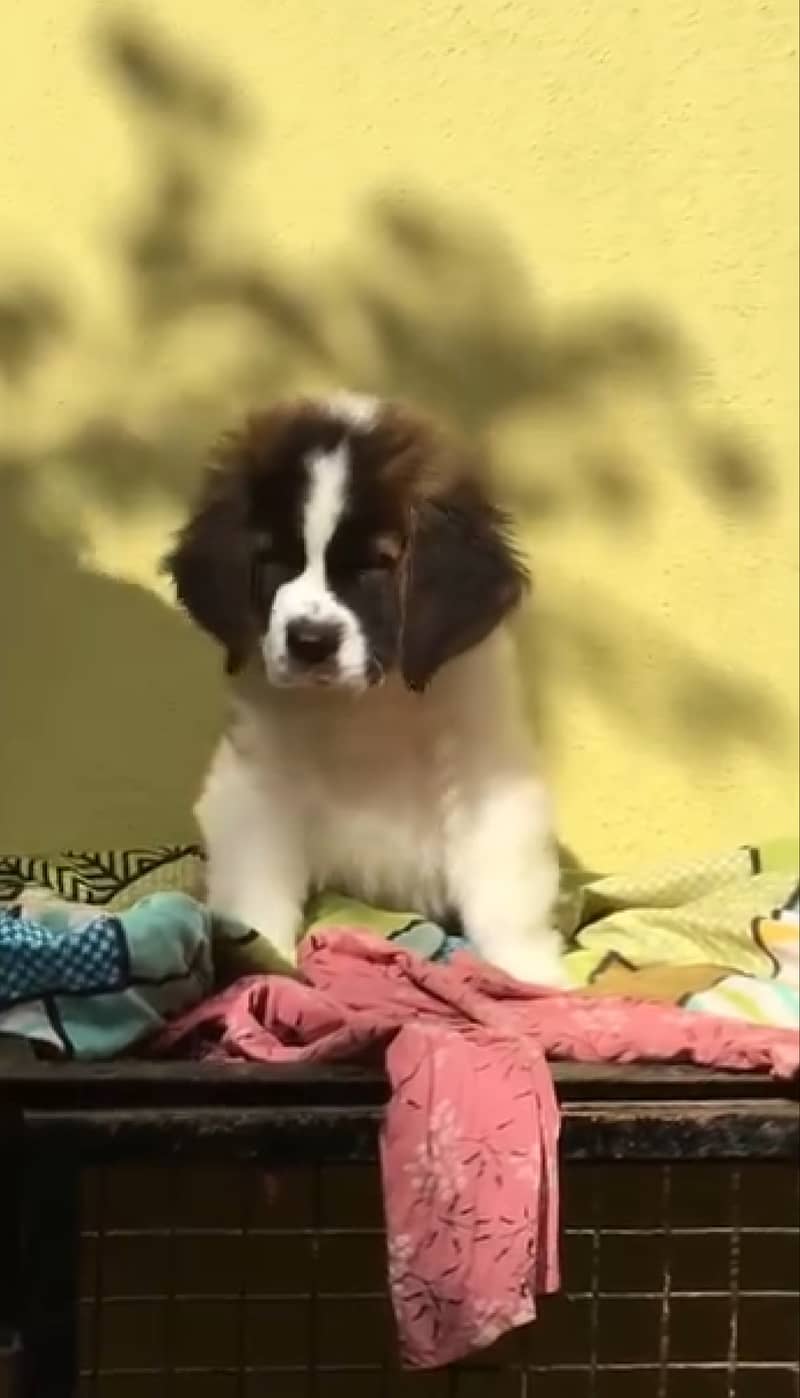 Saint bernard pedigree microchipped puppy available 3