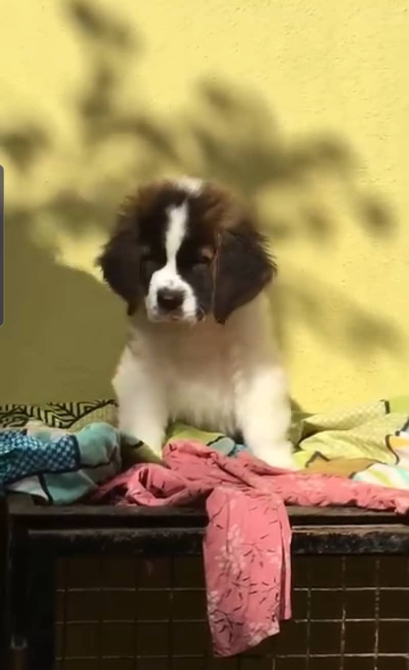 Saint bernard pedigree microchipped puppy available 4