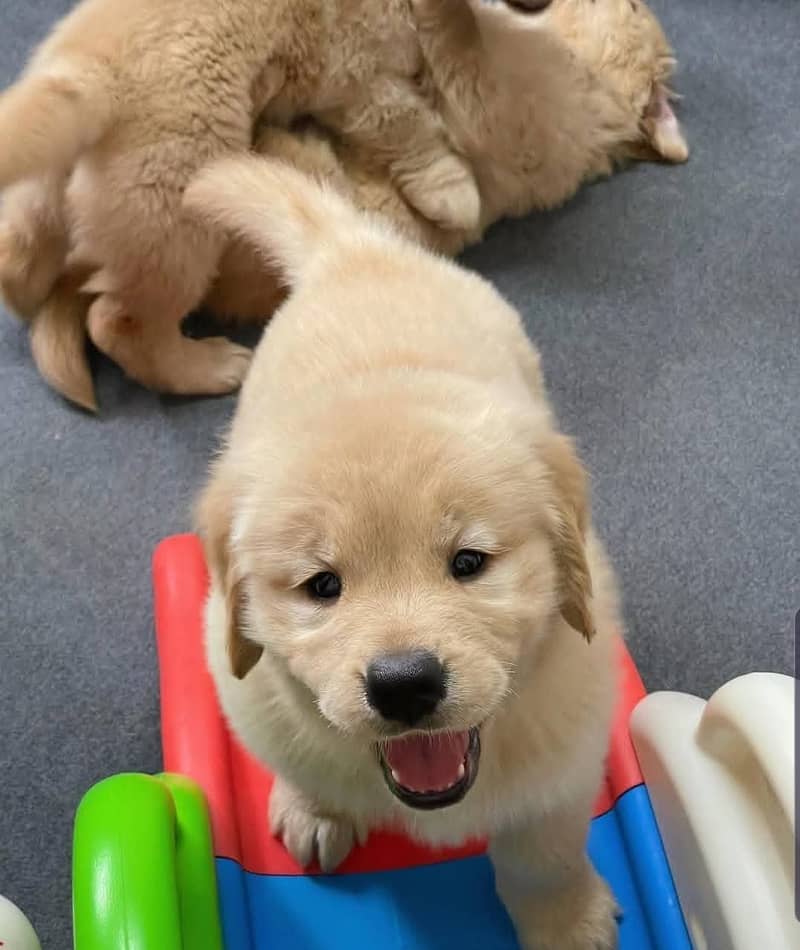 American golden retriever pedigree puppies available 1