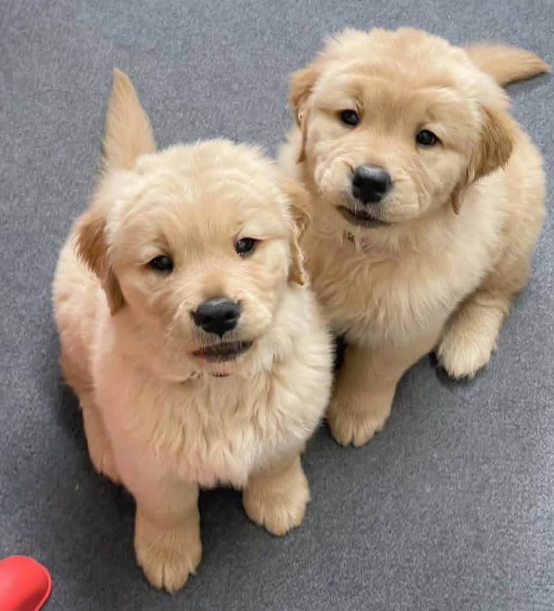 American golden retriever pedigree puppies available 3