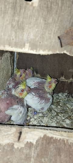 cocktail bird chicks