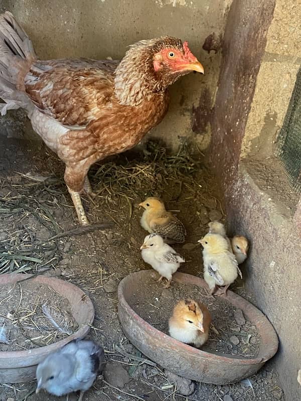 aseel murga murgiya with chicks 6