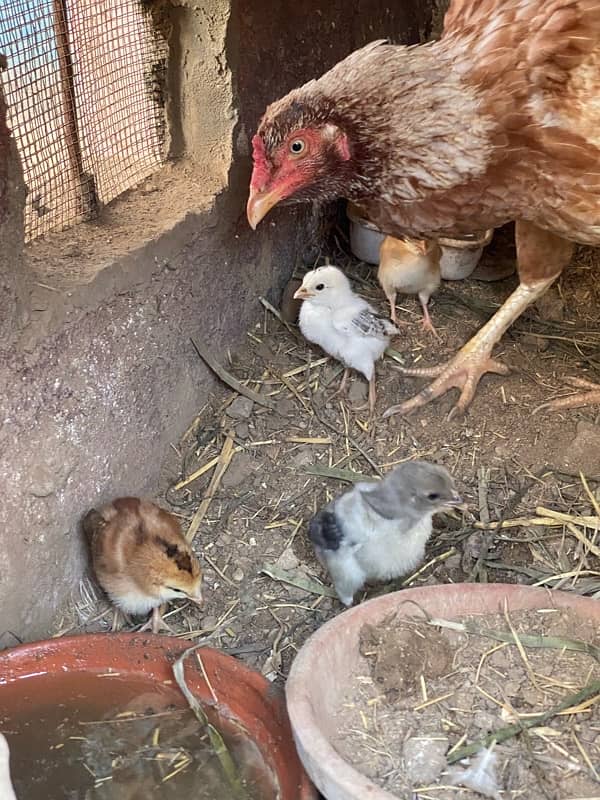 aseel murga murgiya with chicks 12