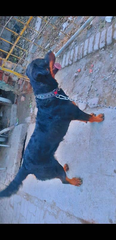 Rottweiler female name Bella friendly 1