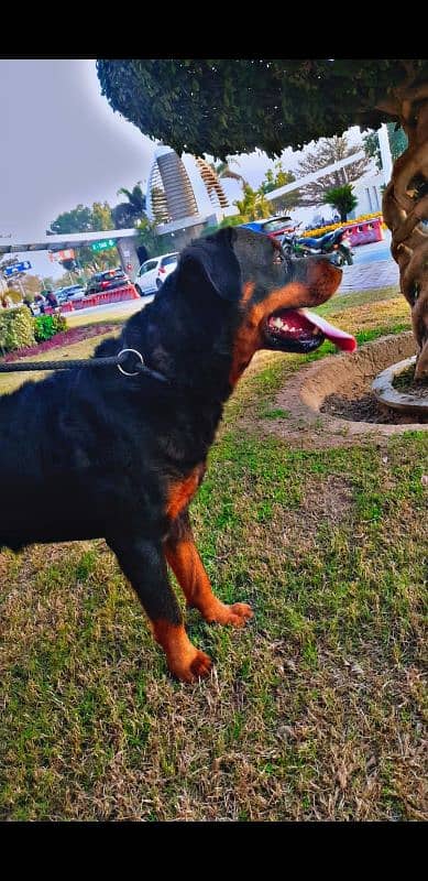 Rottweiler female name Bella friendly 2