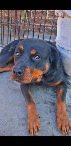 Rottweiler female name Bella friendly