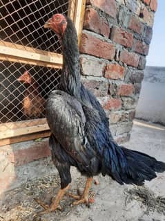 pure shamo females ring bird parents also heera aseal murgi available