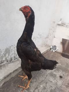 pure shamo females ring bird parents also heera aseal murgi available