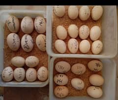 fertile eggs available of  Heera aseel, black mushka and shamo breed l