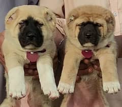 KURDISH KANGAL PAIR FOR SALE SECURITY DOGS