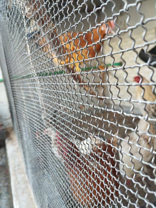 Cage for hen/ birds/ animals 4