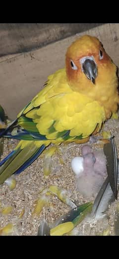 sunconure breeder pair with DNA & history healthy & active