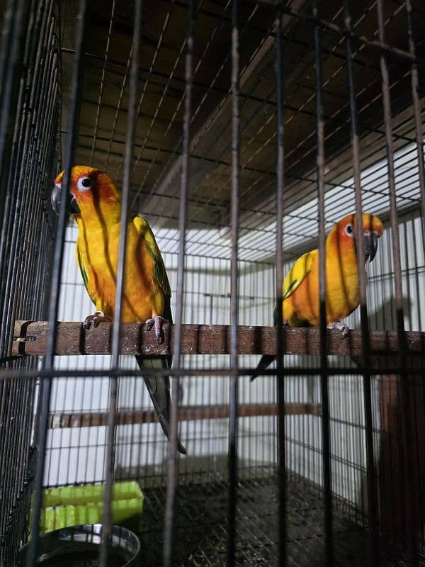 sunconure breeder pair with DNA & history healthy & active 3