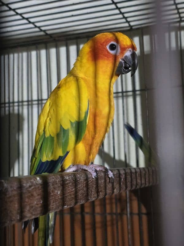 sunconure breeder pair with DNA & history healthy & active 4