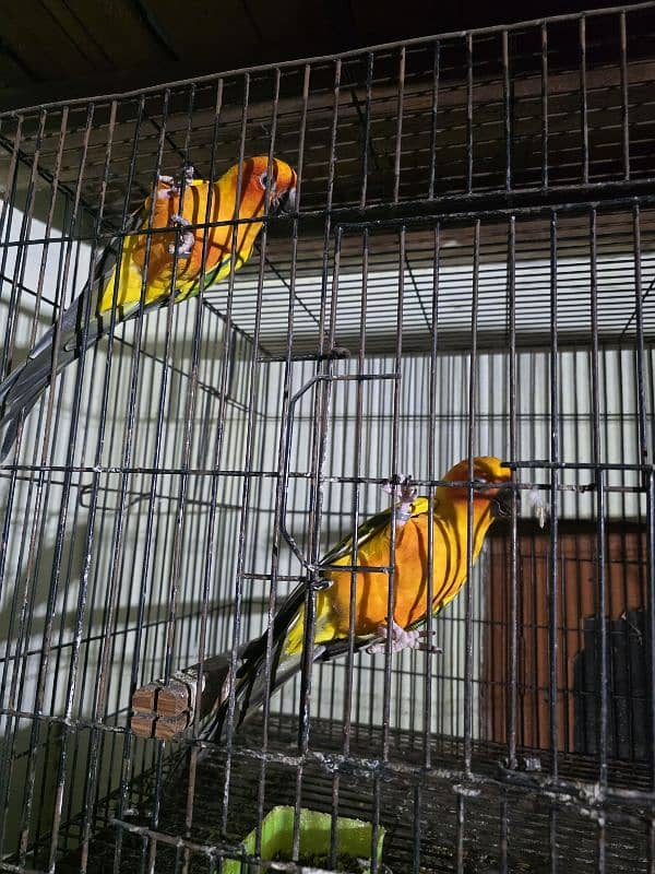 sunconure breeder pair with DNA & history healthy & active 5