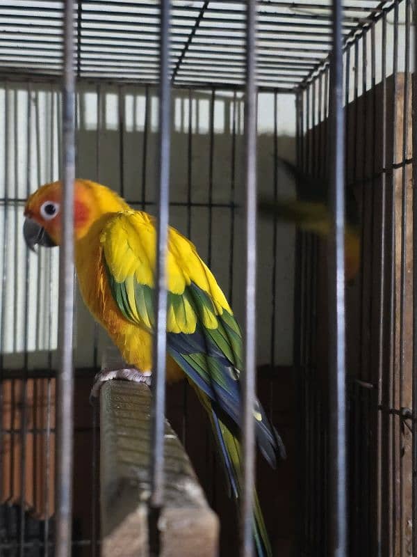 sunconure breeder pair with DNA & history healthy & active 6