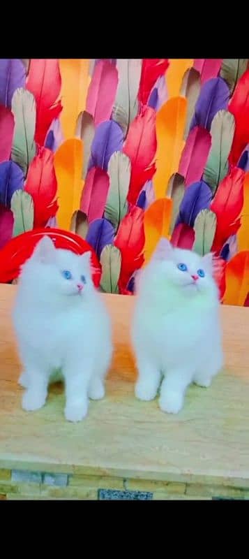 Persian cat for sale male or female my WhatsApp/03023=19=41=719 0