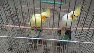 Cocktail parrots,pair,age 1year,model bread