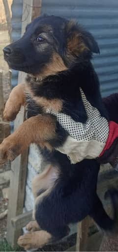 German Shepherd Double coat puppies (2puppies)