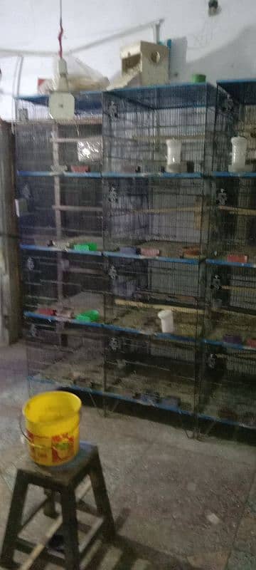 cage or albino red ayes satap for sale ha 2