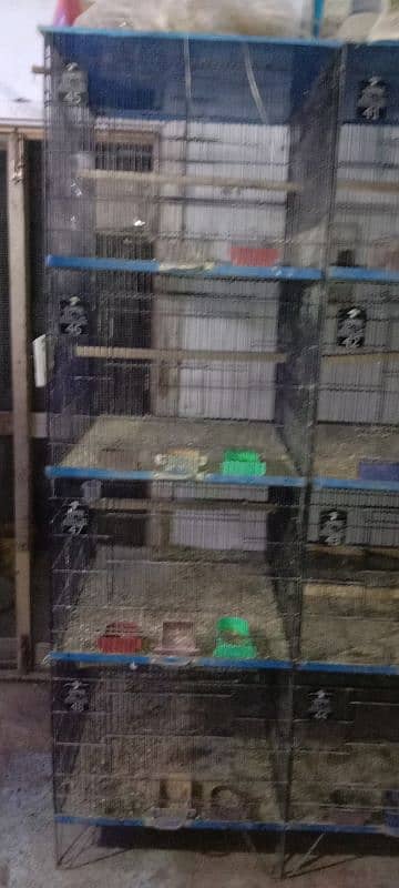 cage or albino red ayes satap for sale ha 3